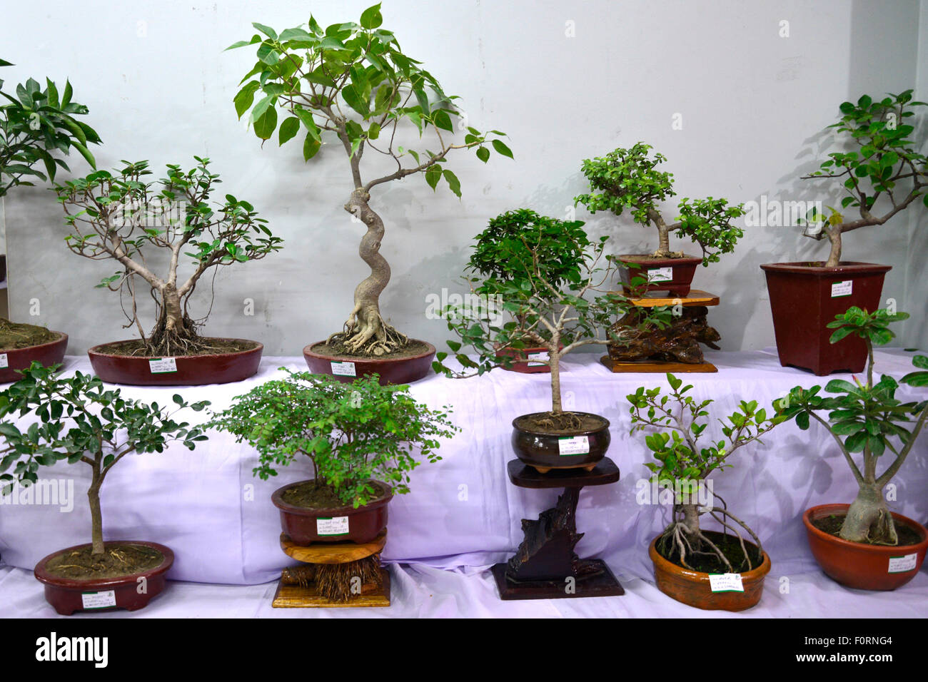 Dhaka, Bangladesh. 20th August, 2015. The Rediant Bonsai Society