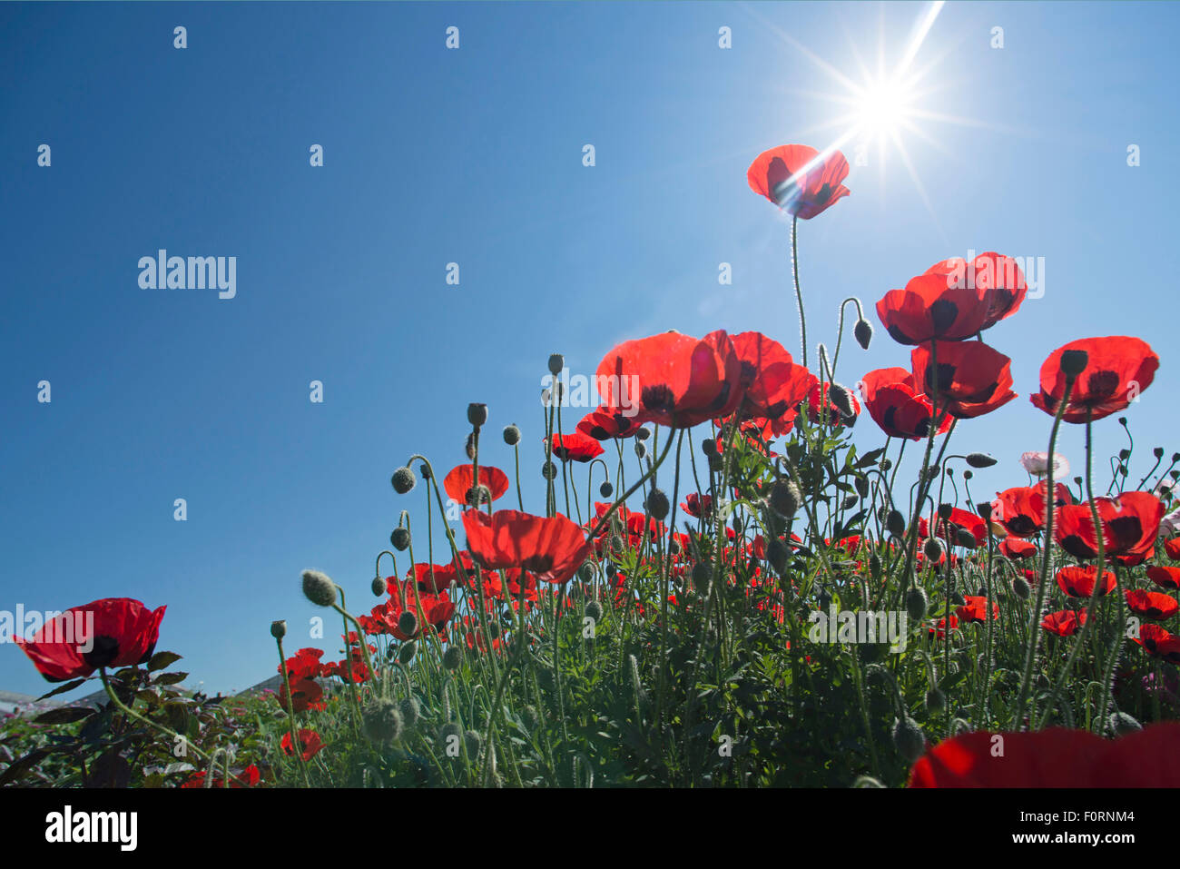 poppies in field under blue sky Stock Photo - Alamy