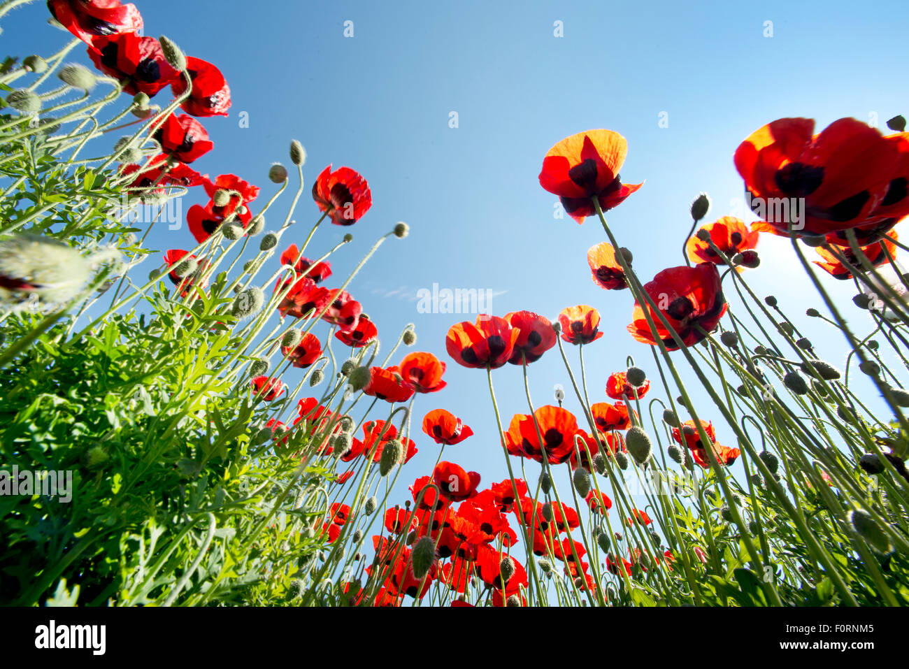 Meadow poppies under blue hi-res stock photography and images - Alamy
