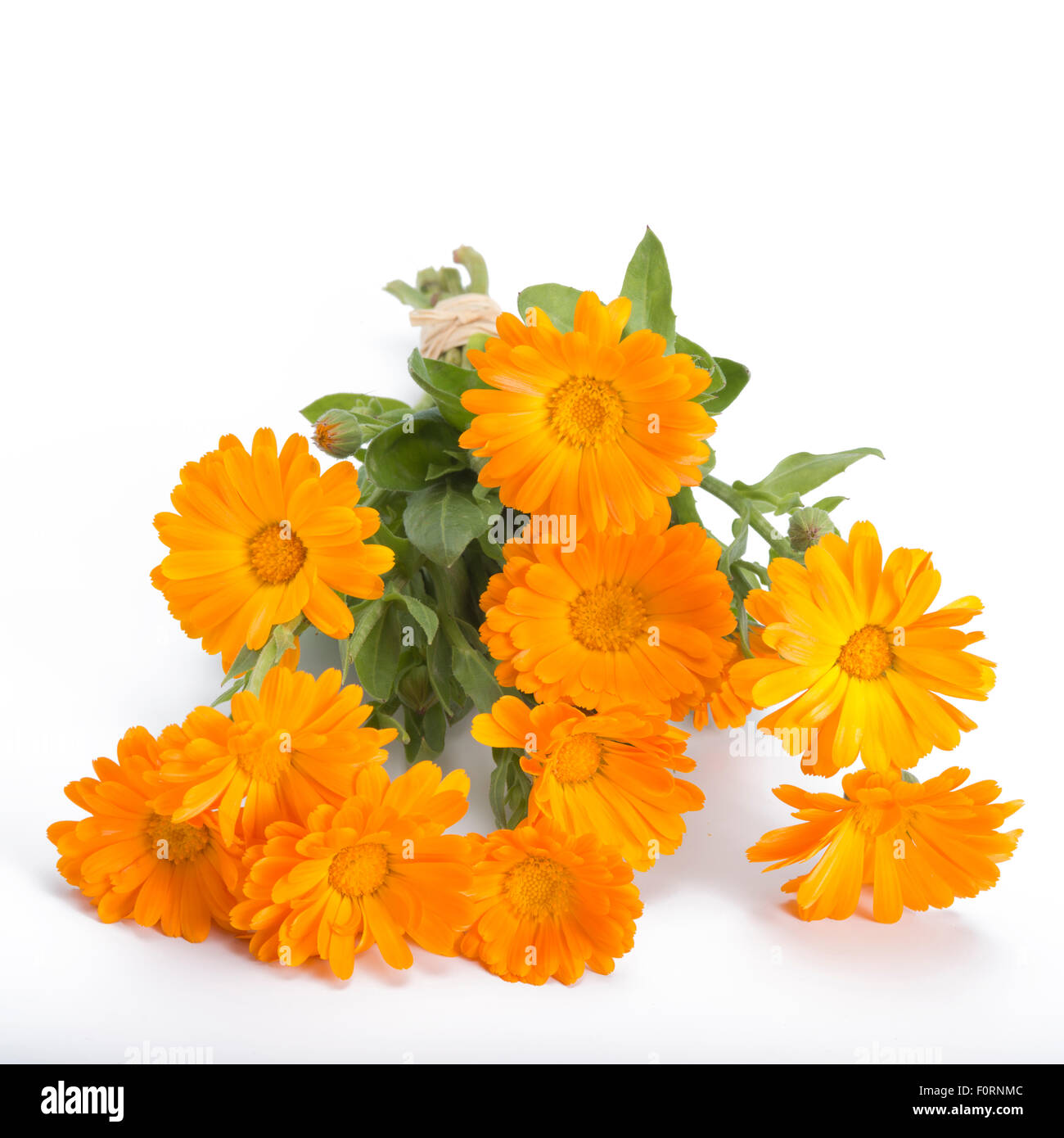 Calendula flower bouquet on white background Stock Photo