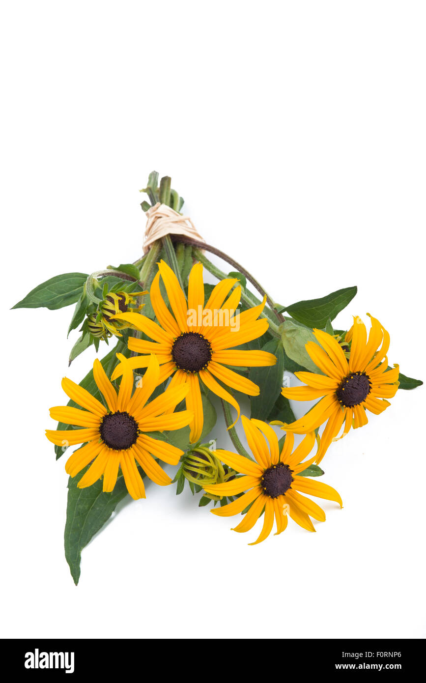 bouquet of blackeyedsusans isolated on white background Stock Photo