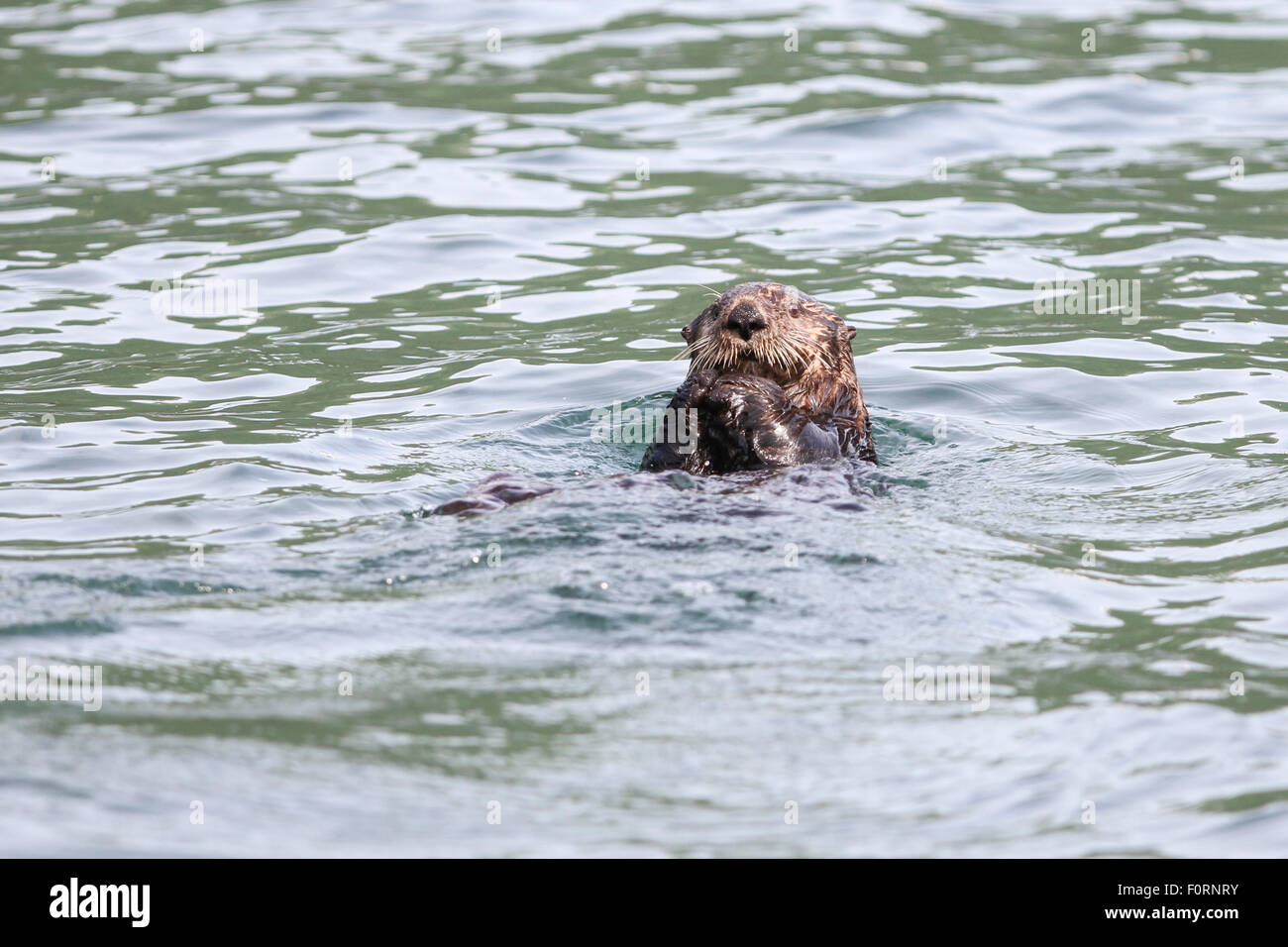 Sea Otter in Uyak Bay, Kodiak Island, Alaska. Stock Photo