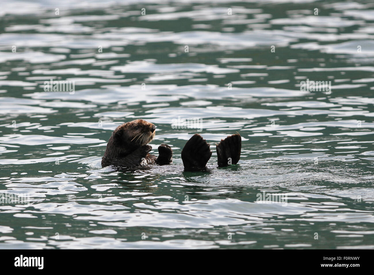 Sea Otter in Uyak Bay, Kodiak Island, Alaska. Stock Photo
