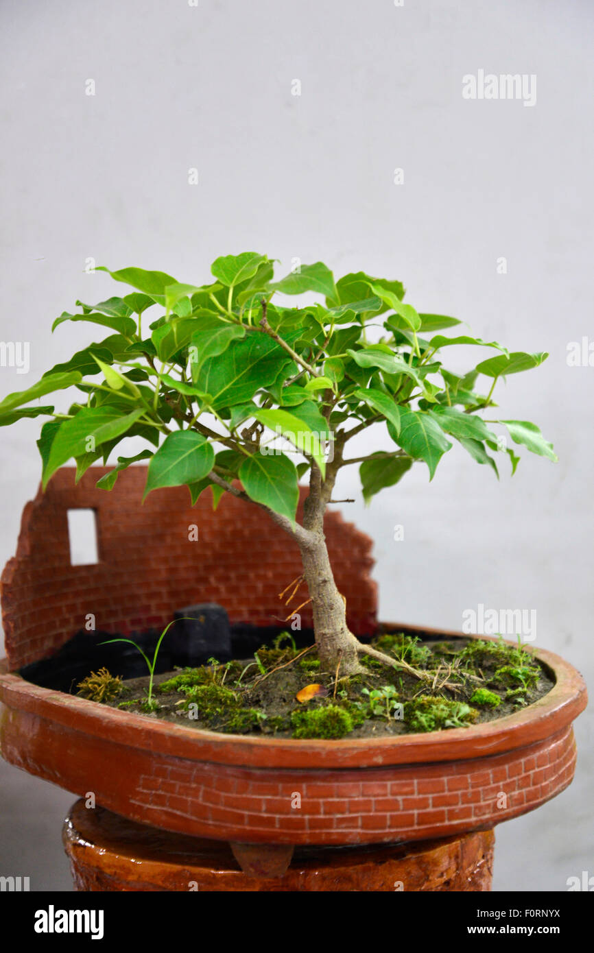 Dhaka, Bangladesh. 20th August, 2015. The Rediant Bonsai Society