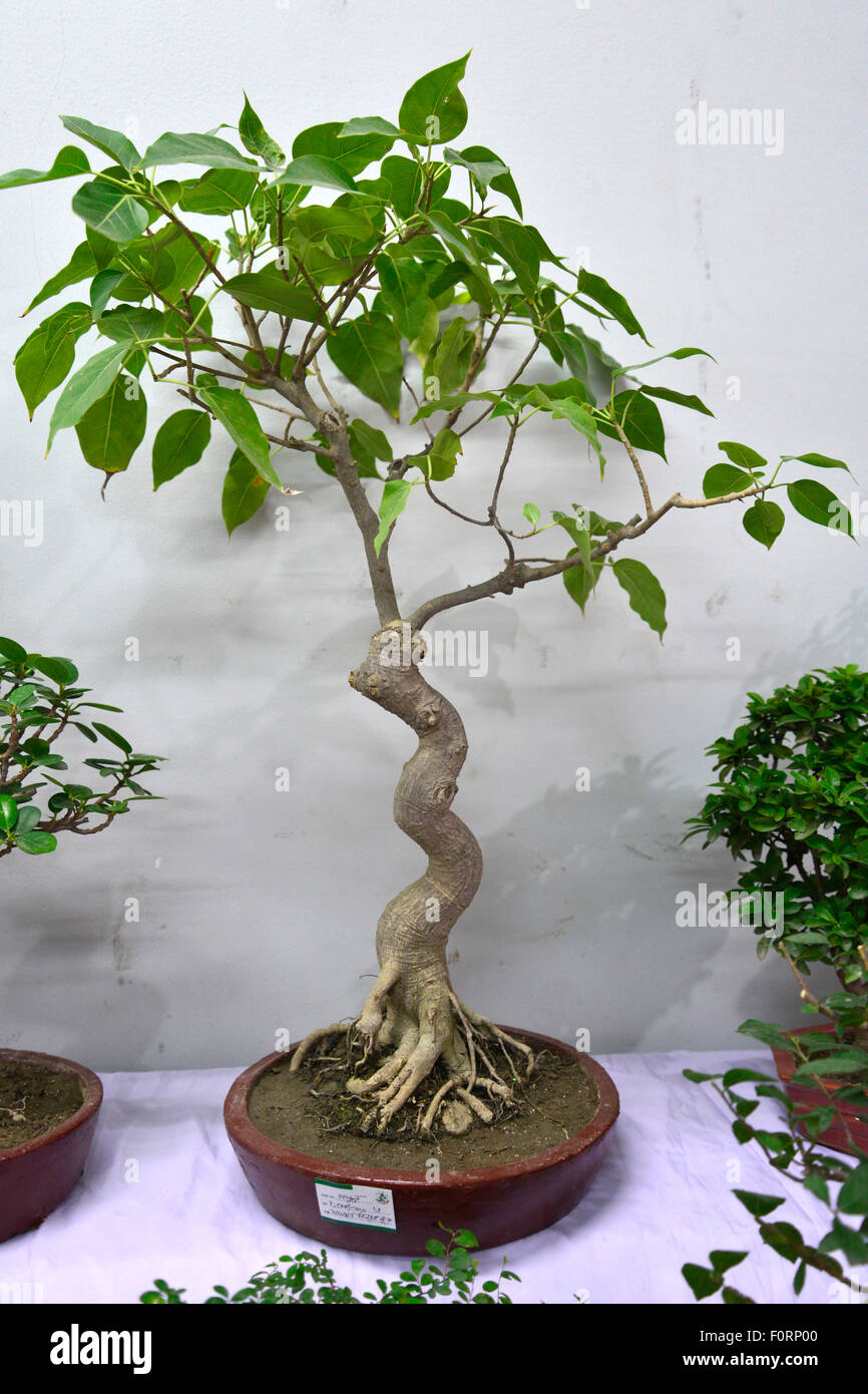 Dhaka, Bangladesh. 20th August, 2015. The Rediant Bonsai Society