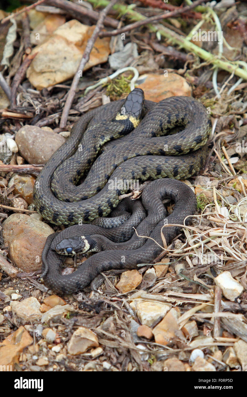 British grass snakes basking in a sunny, sheltered position Stock Photo