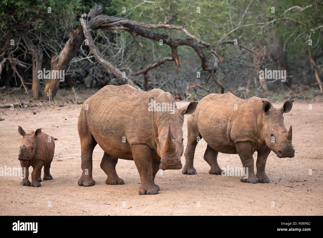 White rhino (Ceratotherium simum) with calf, Kumasinga water hole, Mkhuze game reserve, KwaZulu Natal, South Africa Stock Photo