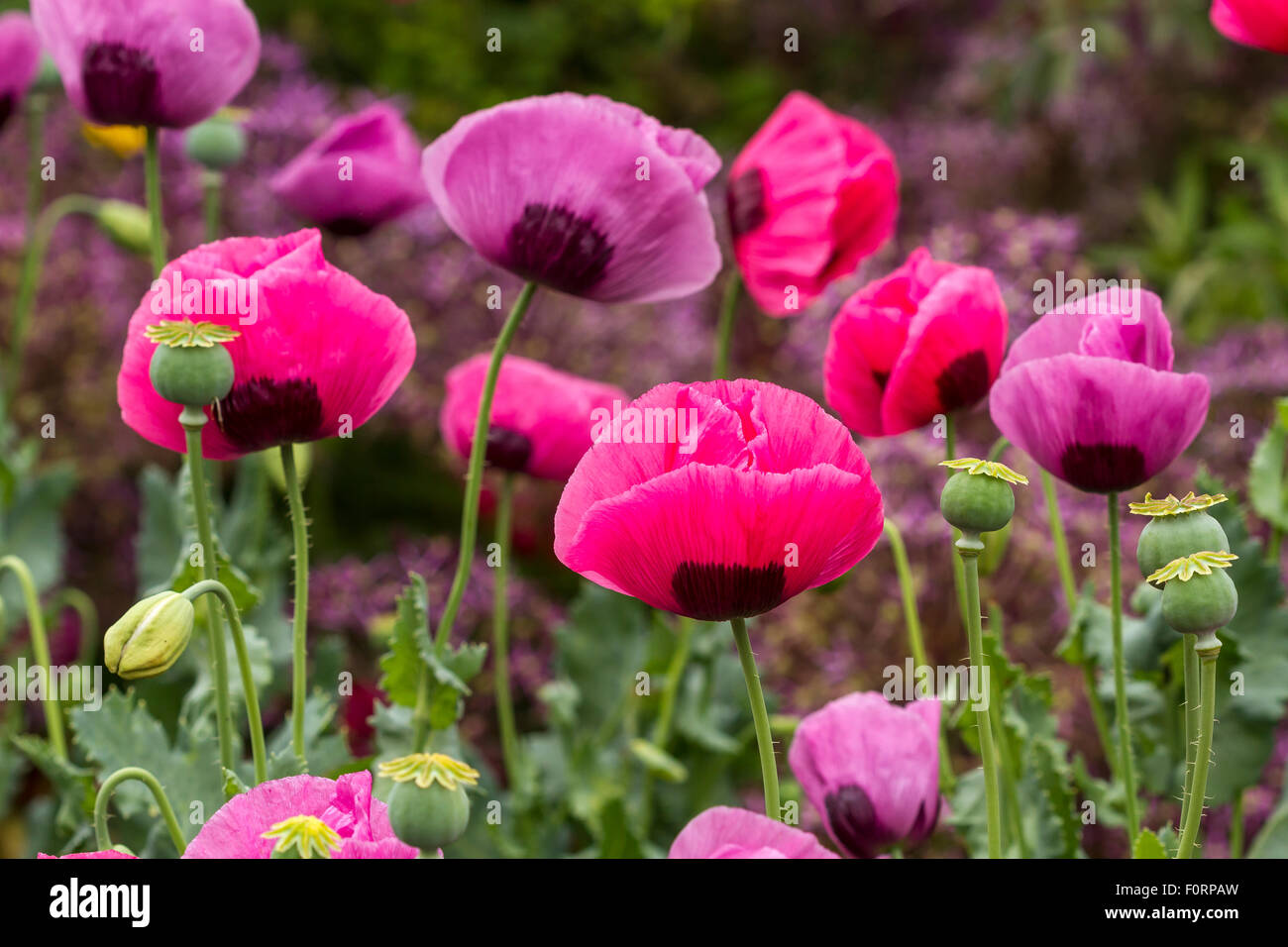 Poppies growing in an English Garden ,a flowering plant in the subfamily Papaveroideae of the family Papaveraceae, England ,UK Stock Photo