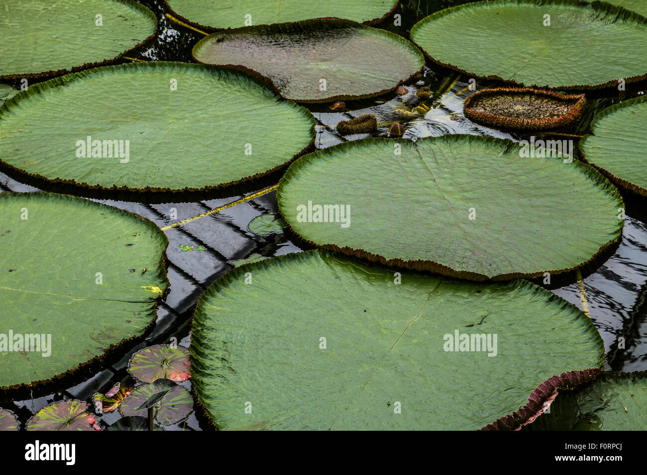 Giant waterlilies ,Victoria Amazonica ,  in an indoor pond at Kew Gardens, Kew ,London, UK Stock Photo