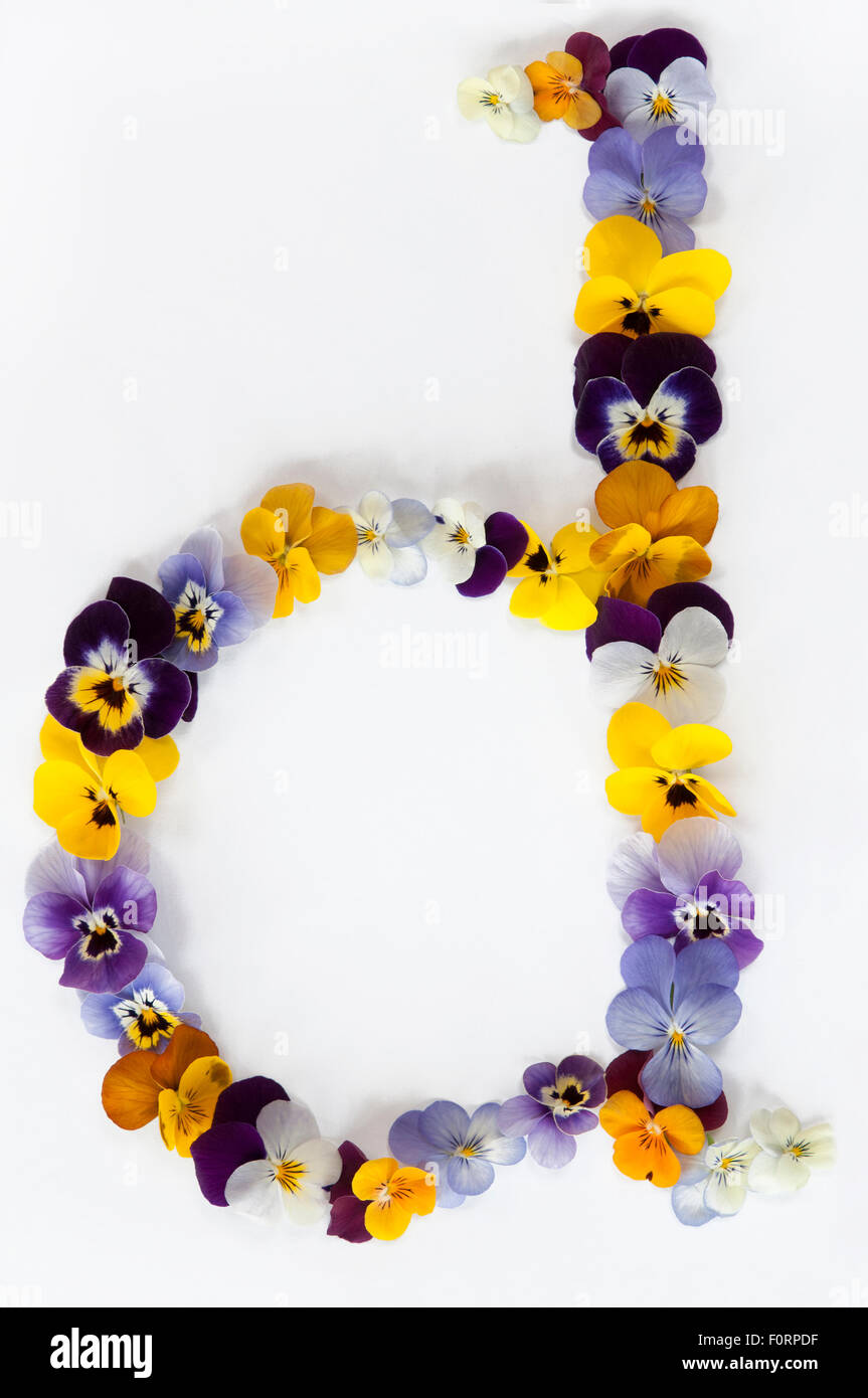 letter d alphabet made from pansy flowers isolated on white background Stock Photo