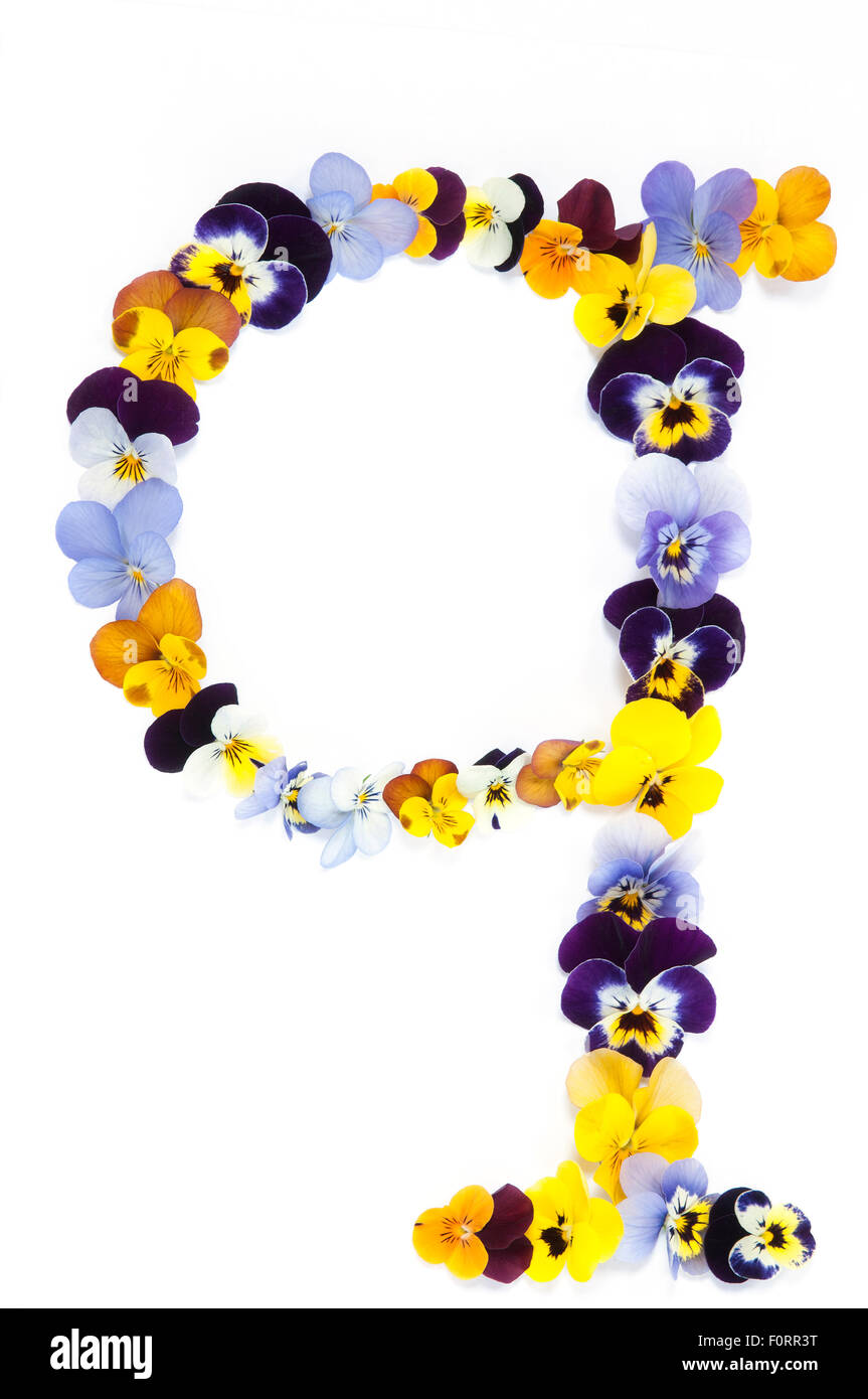 letter Q alphabet made from pansy flowers isolated on white background