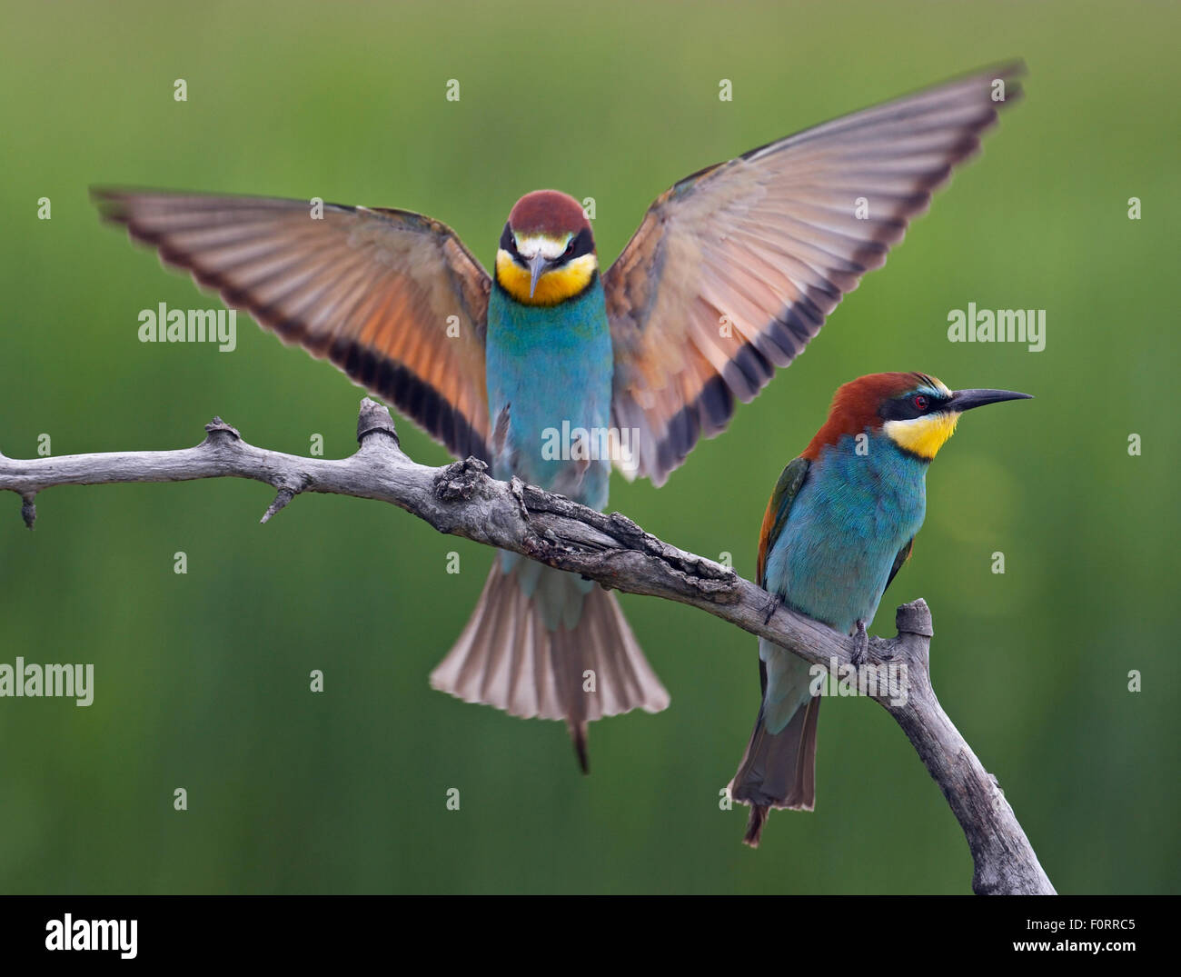 Two European Bee-eaters (Merops apiaster) on perch, one about to land with wings spread. Hungary, May. Wild Wonders of Europe, Magic Moments Book. Stock Photo