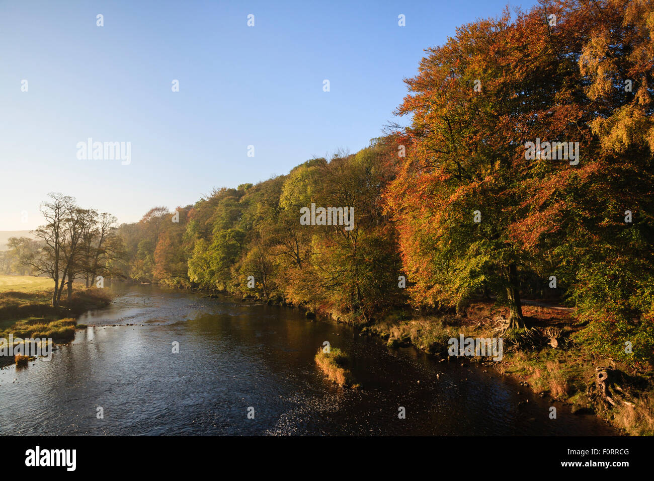 River Wharfe in Yorkshire Dales National Park with trees on riverbank in autumn. Barden Wharfedale Yorkshire England UK Stock Photo