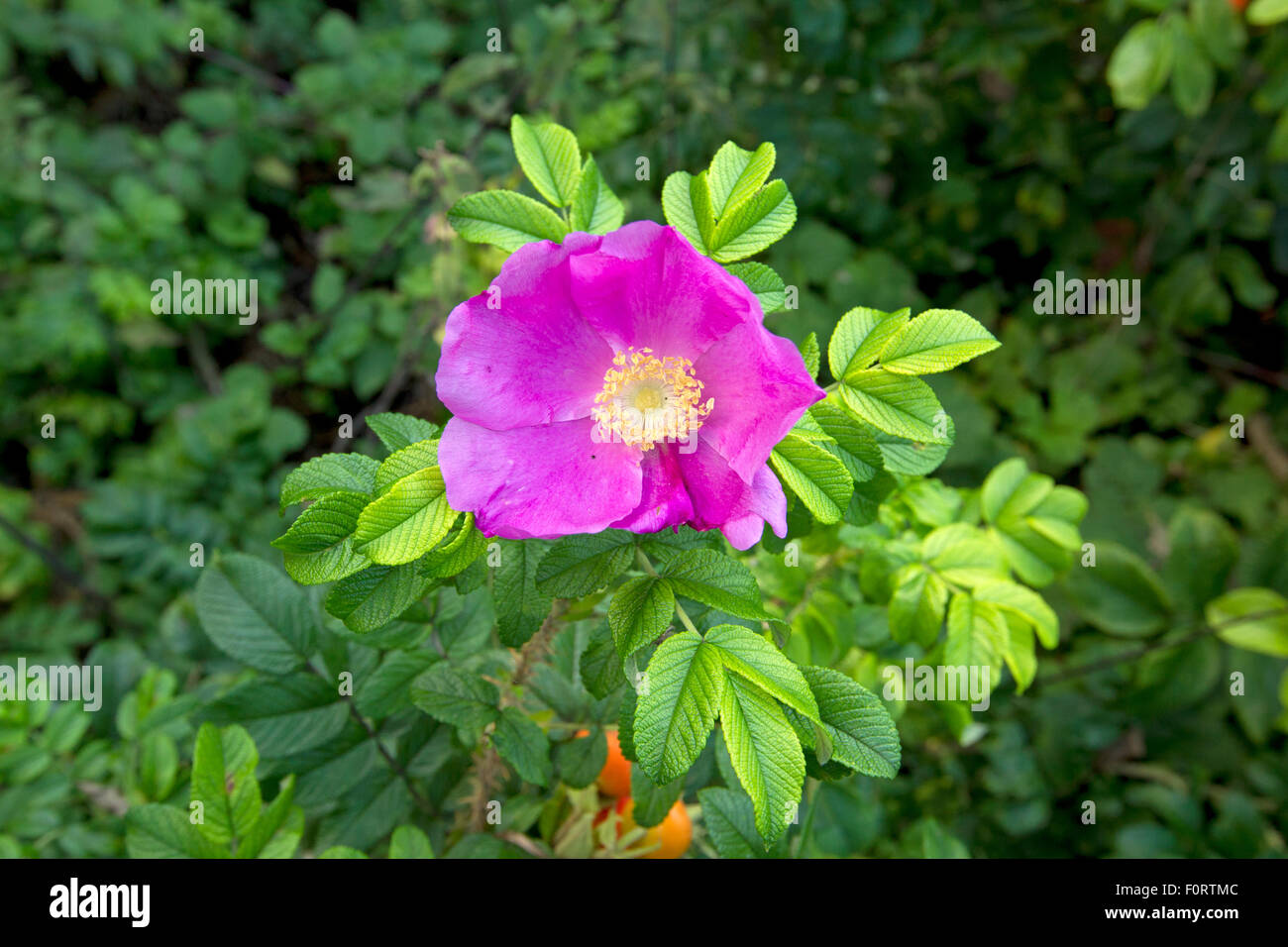 Rose (Rosa rugosa) flowering, Grande-Synthe, Dunkirk, France, September 2010 Stock Photo
