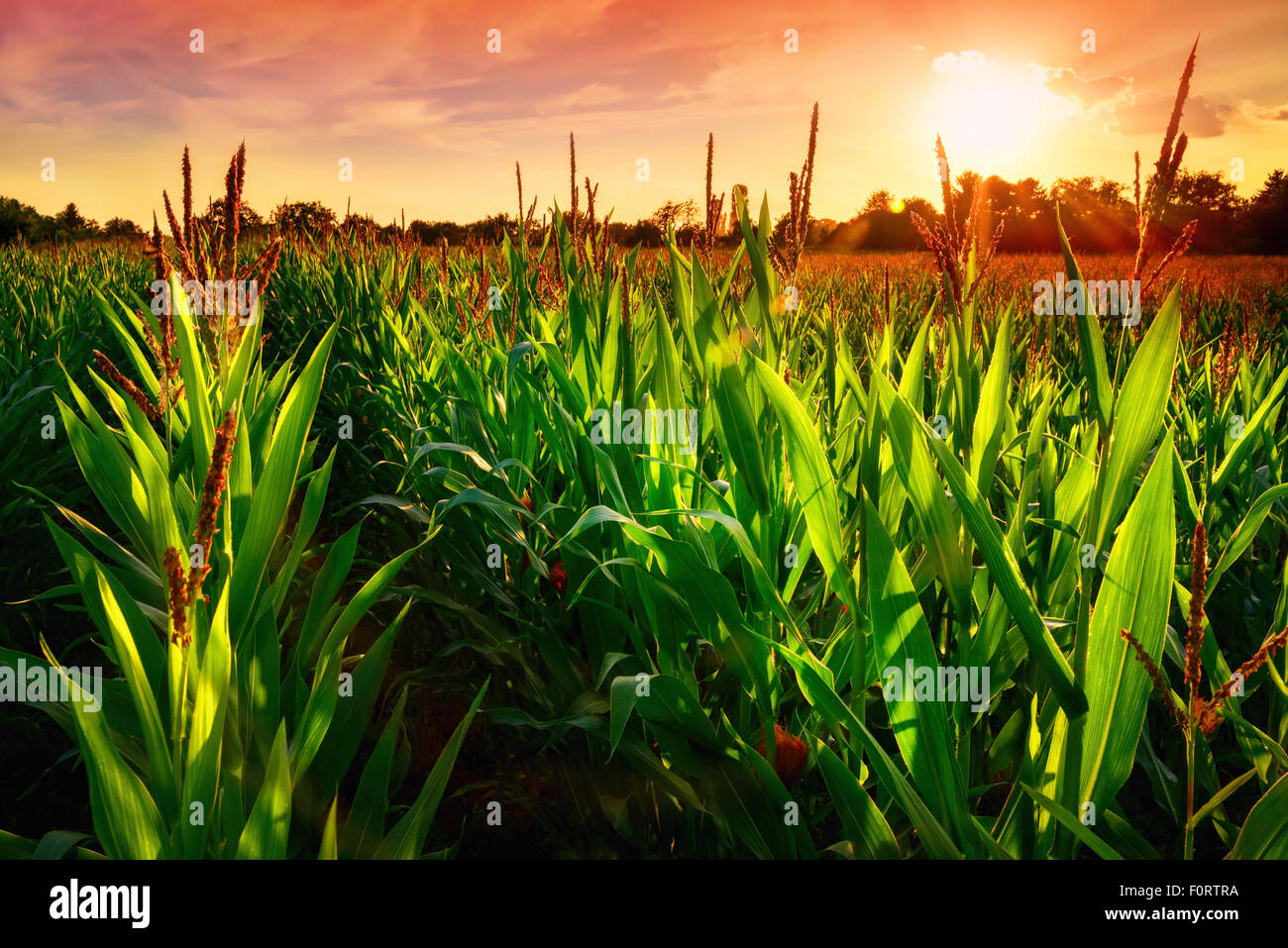 Rows of fresh corn plants on a field with beautiful warm sunset light and vibrant colors Stock Photo