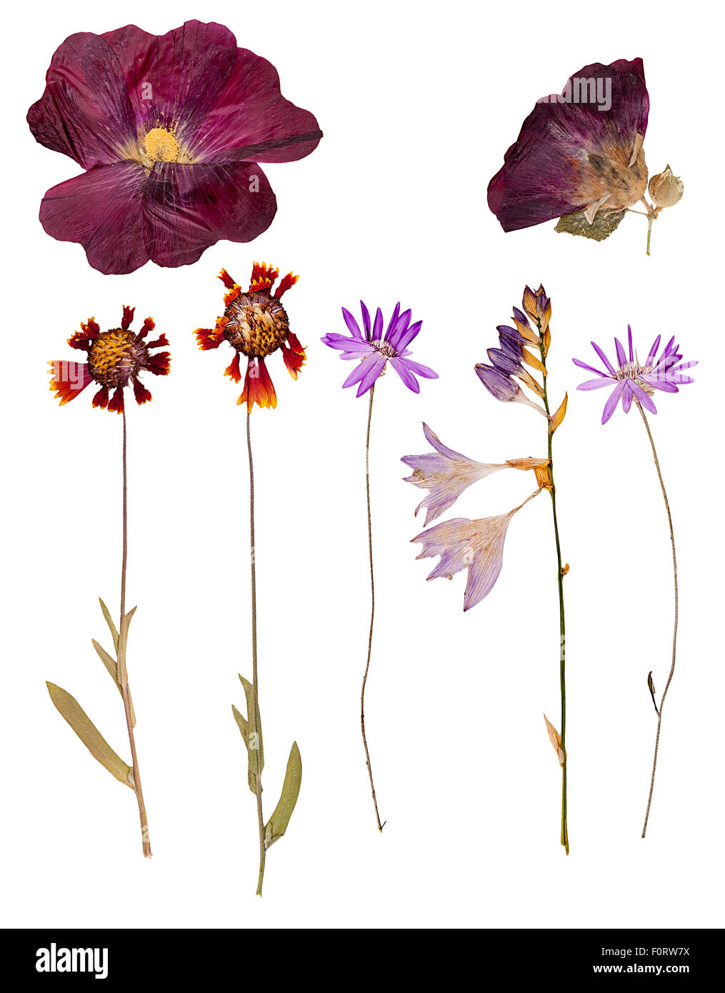 Set of wild dry pressed flowers and leaves, isolated Stock Photo Alamy