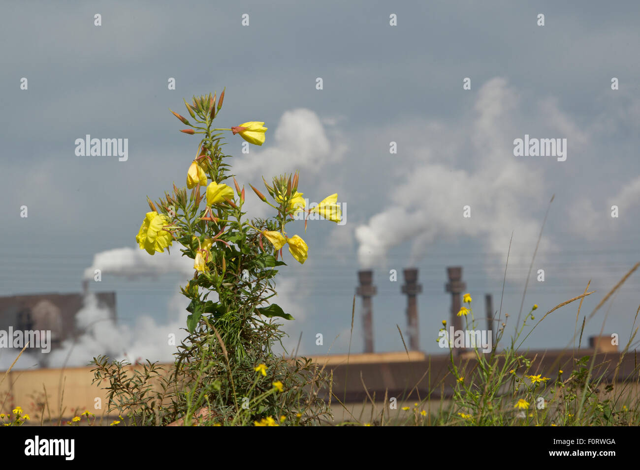 Evening primrose (Oenothera sp) flowering in industrial area, Grande-Synthe, Dunkirk, France, September 2010 Stock Photo
