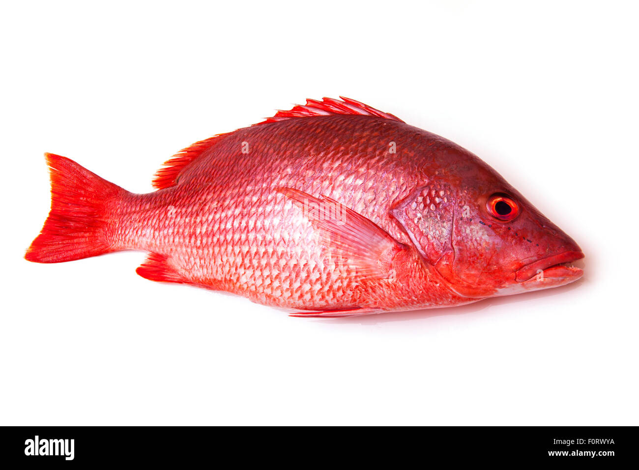 Golden snapper hi-res stock photography and images - Alamy