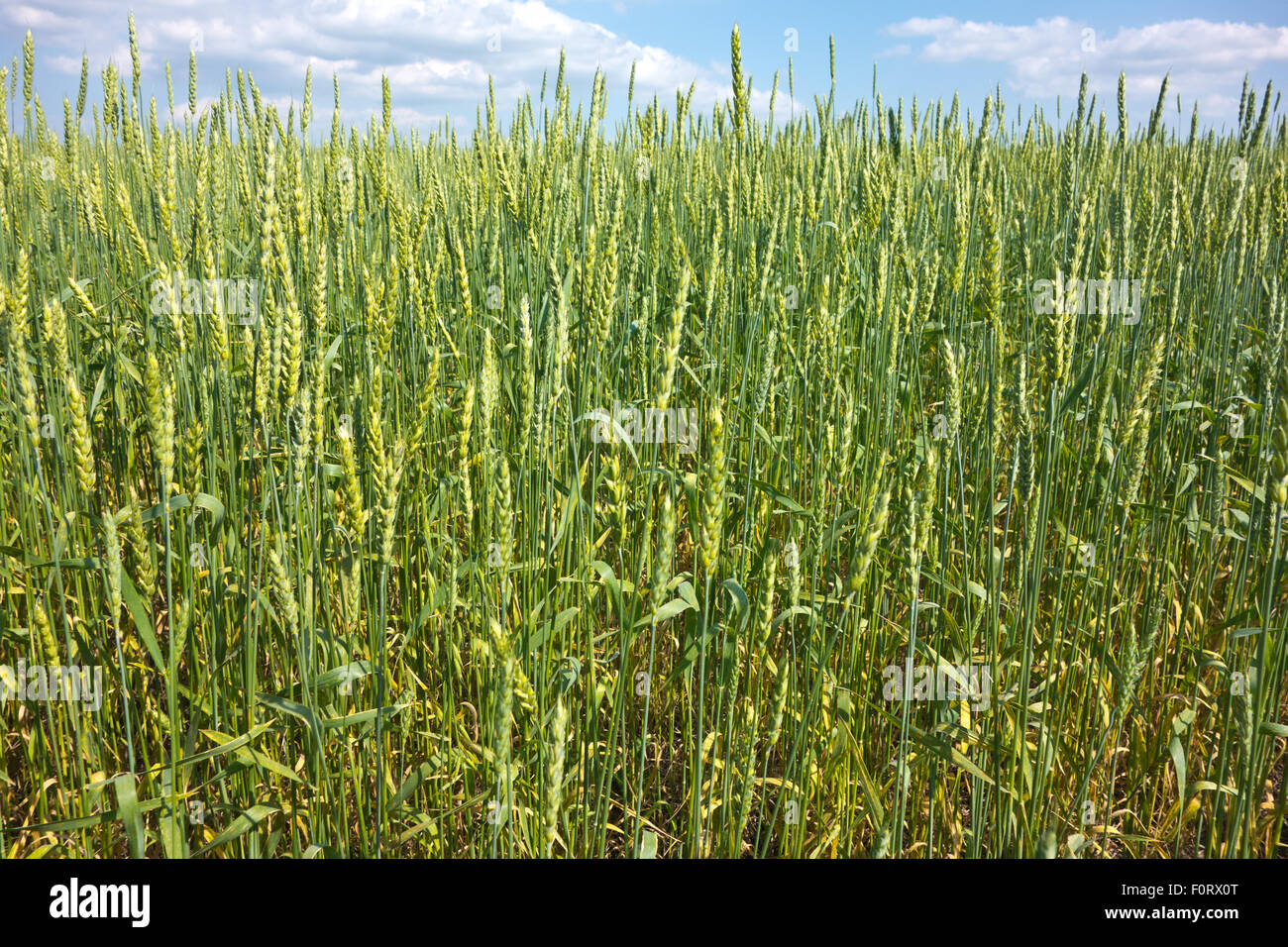 green wheat field and blue sky Stock Photo - Alamy