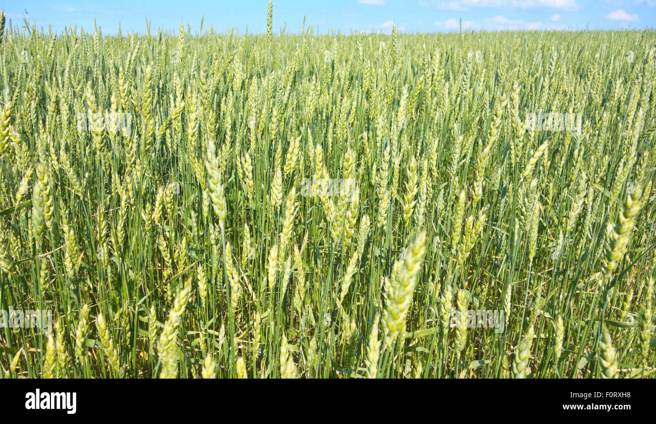 green wheat field and blue sky Stock Photo - Alamy