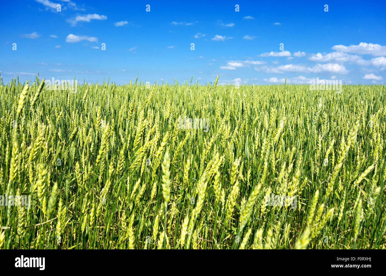 green wheat field and blue sky Stock Photo - Alamy
