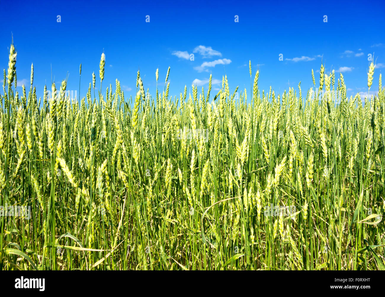 green wheat field and blue sky Stock Photo - Alamy