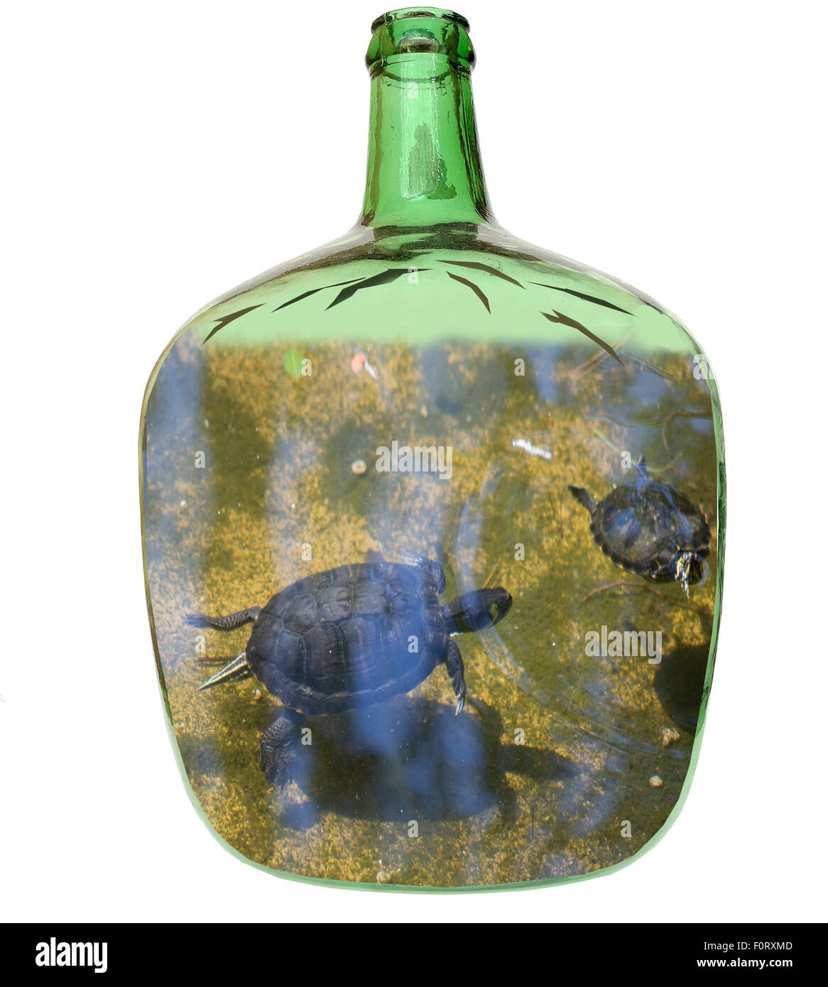 Demijohn aquarium hi-res stock photography and images - Alamy