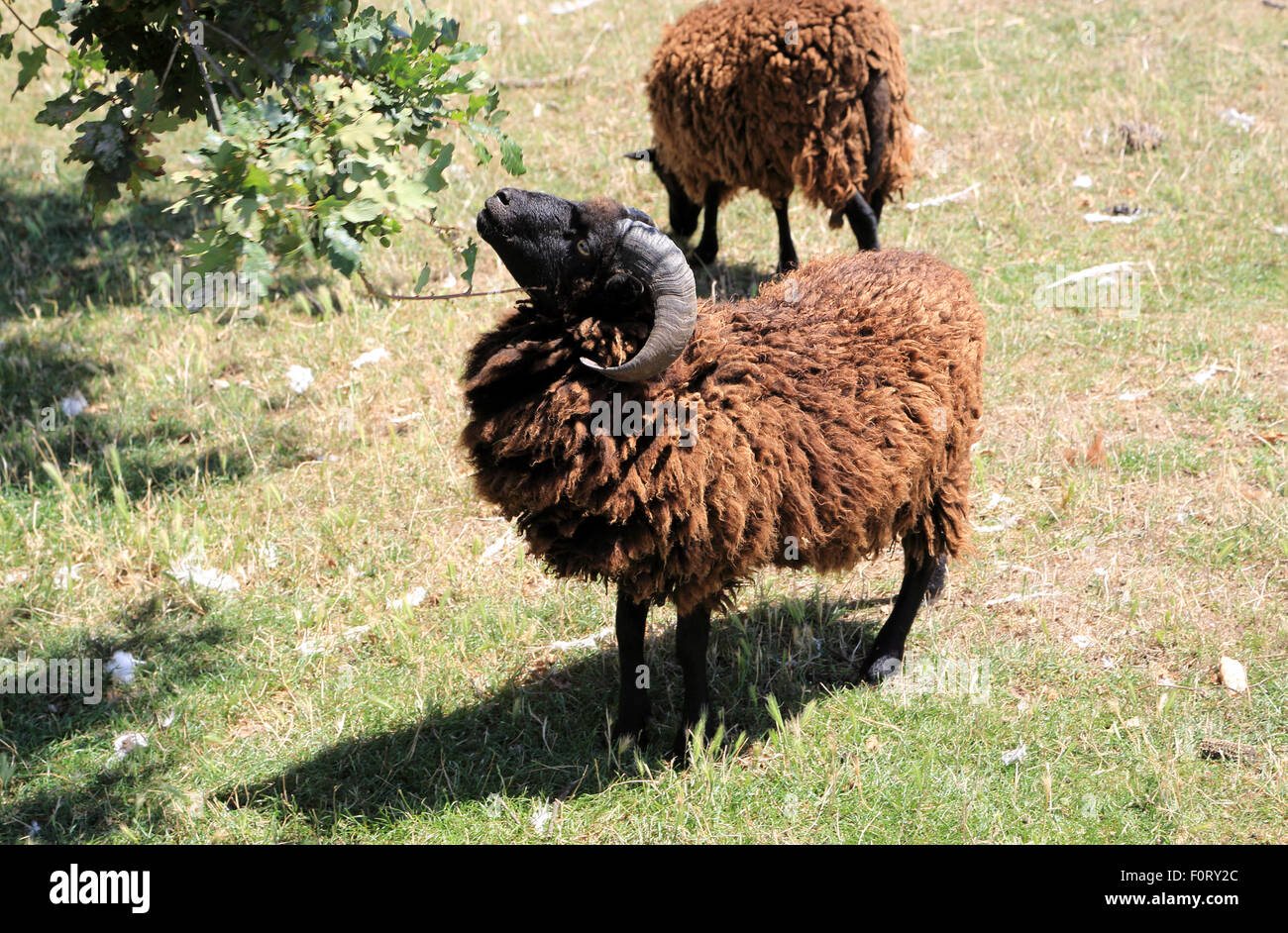 brown sheep eating leaves from low branches of tree in Rue des acacias