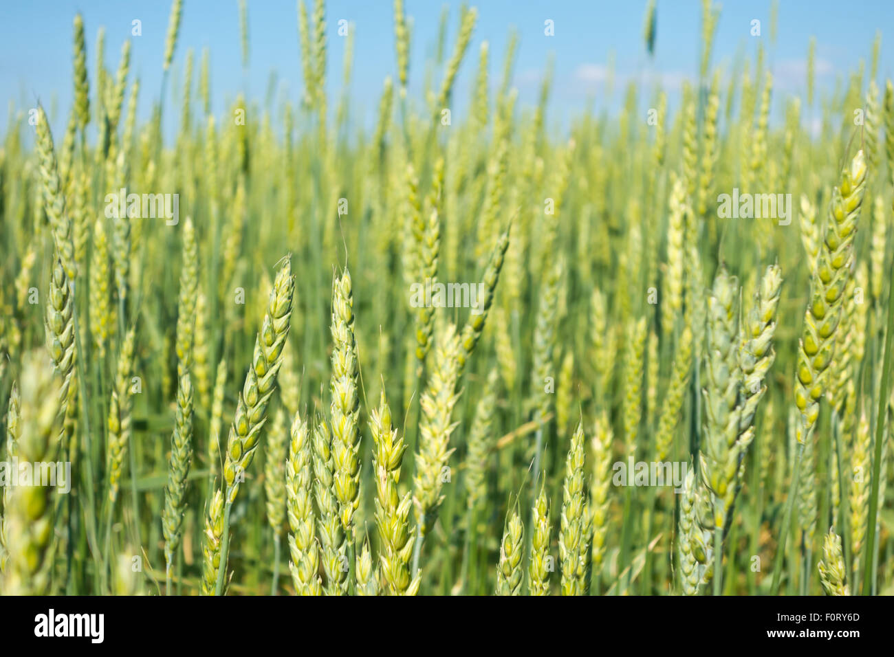 green wheat field and blue sky Stock Photo - Alamy