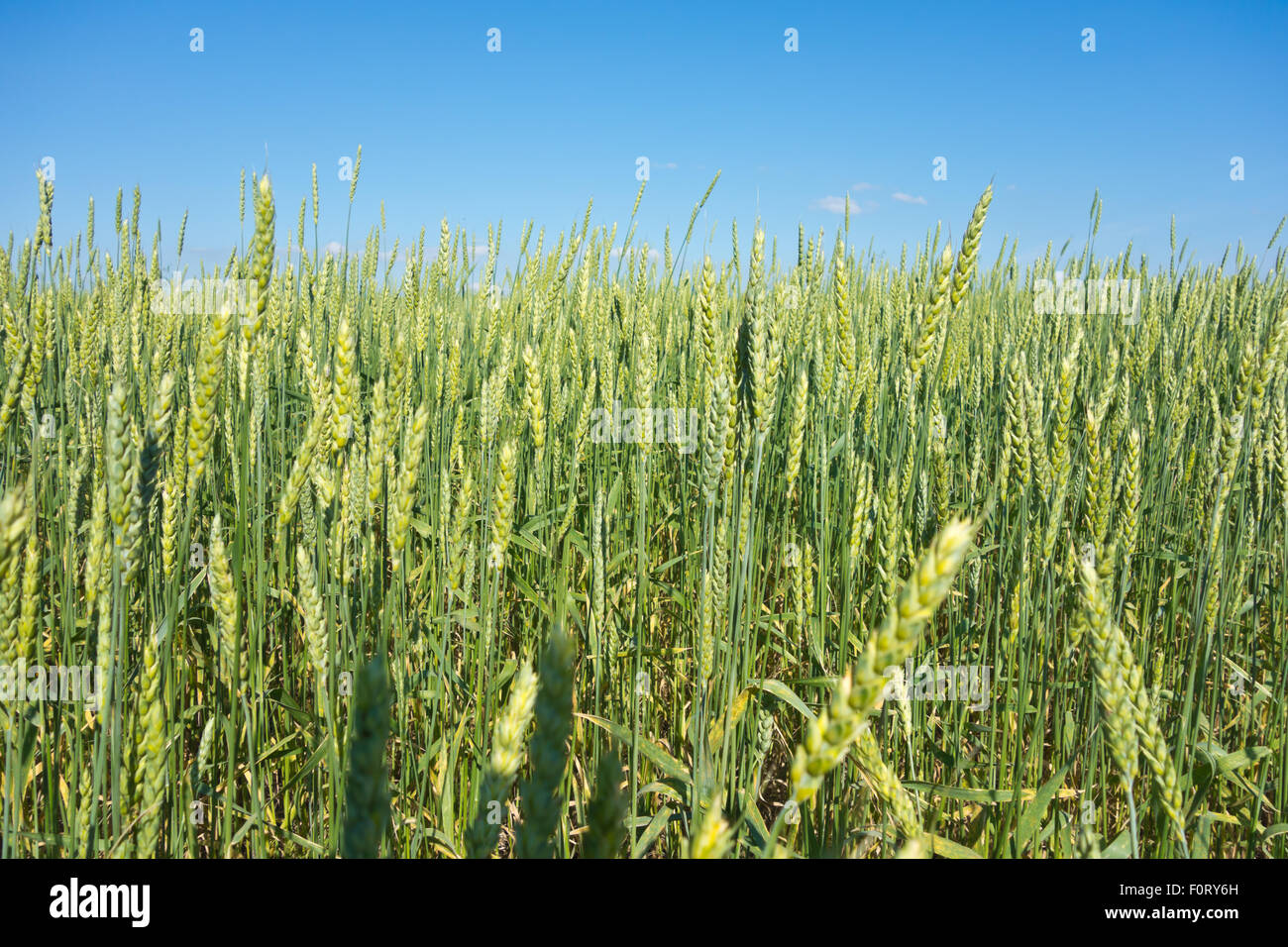 green wheat field and blue sky Stock Photo - Alamy