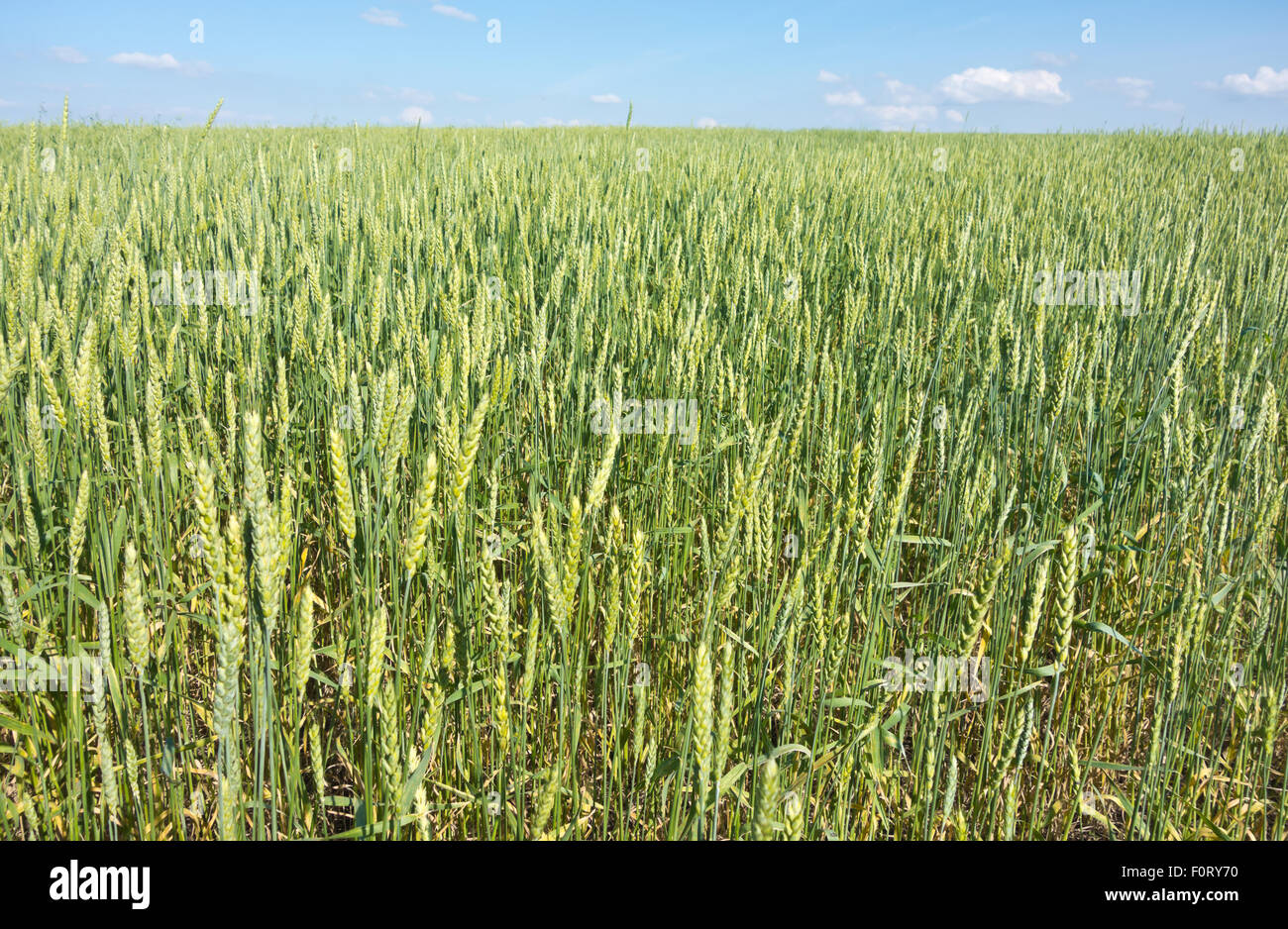 green wheat field and blue sky Stock Photo - Alamy
