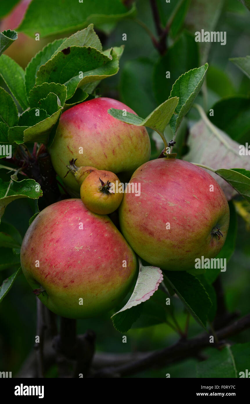 Three ripe apples ready to be picked and harvested UK Stock Photo - Alamy