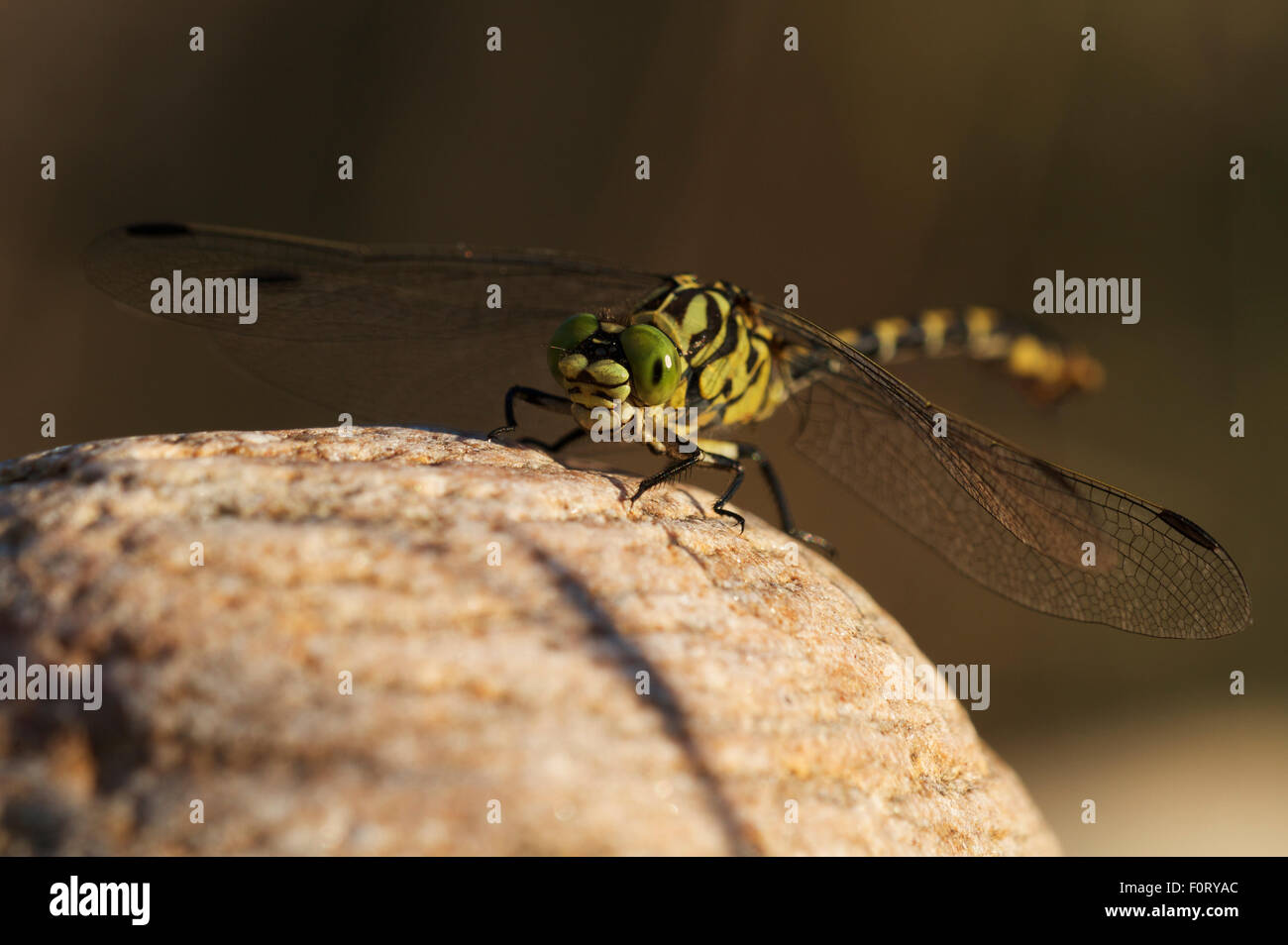 Male Yellow clubtail dragonfly (Gomphus simillimus) resting on stone, Allier river, Pont-du-Chateau, Auvergne, France, August 2010 Stock Photo