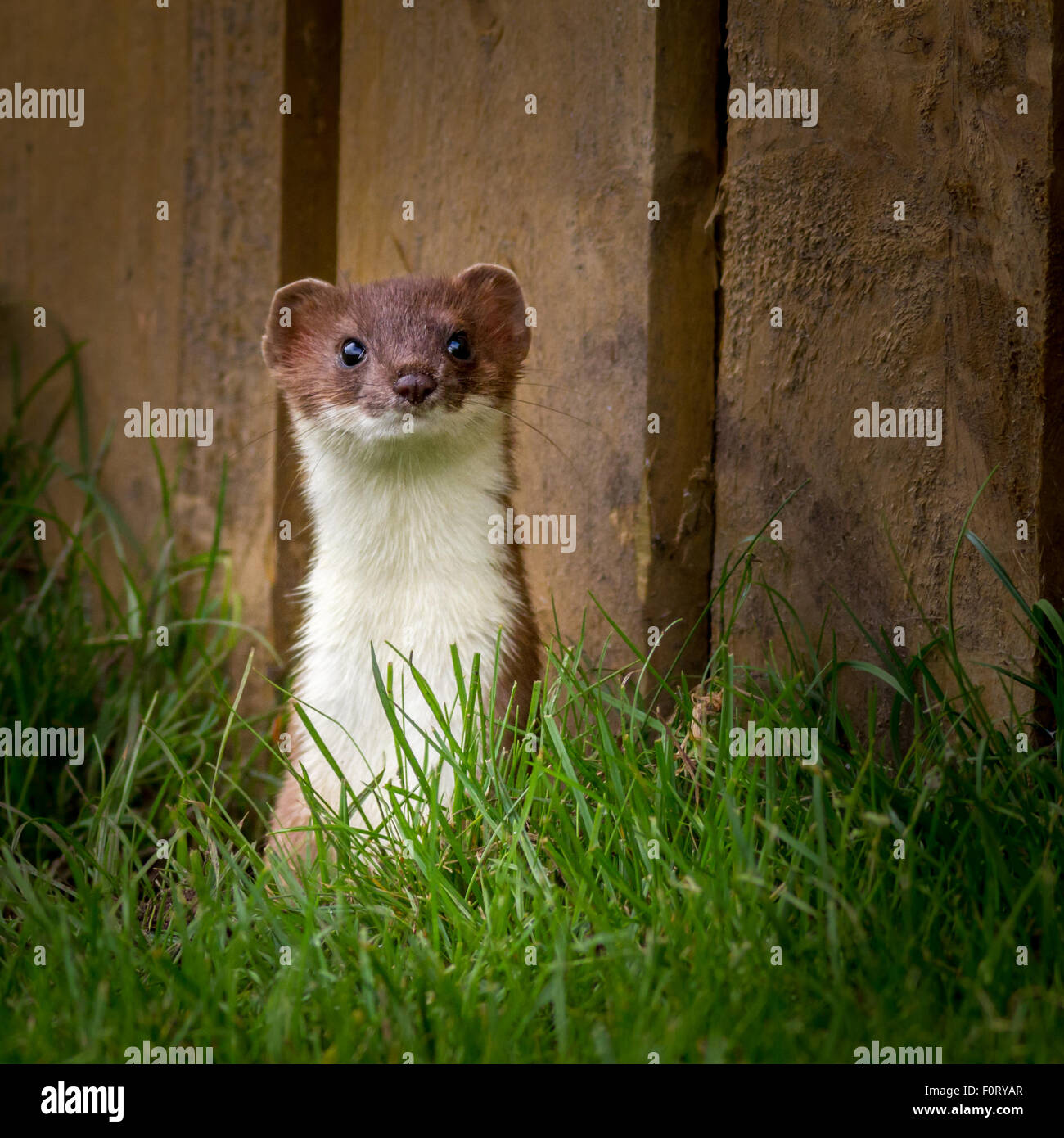 More than likely a weasel with its broken fur line around its jaw.  (See description) A weasel isn't so stoatally different! Stock Photo