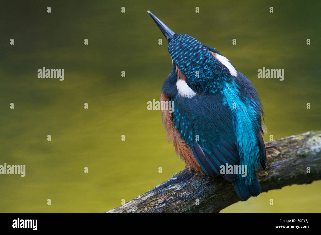 Rear view of Common kingfisher (Alcedo atthis) perched on branch above the River Allier, Pont-du-Chateau, Auvergne, France, August 2010 Stock Photo