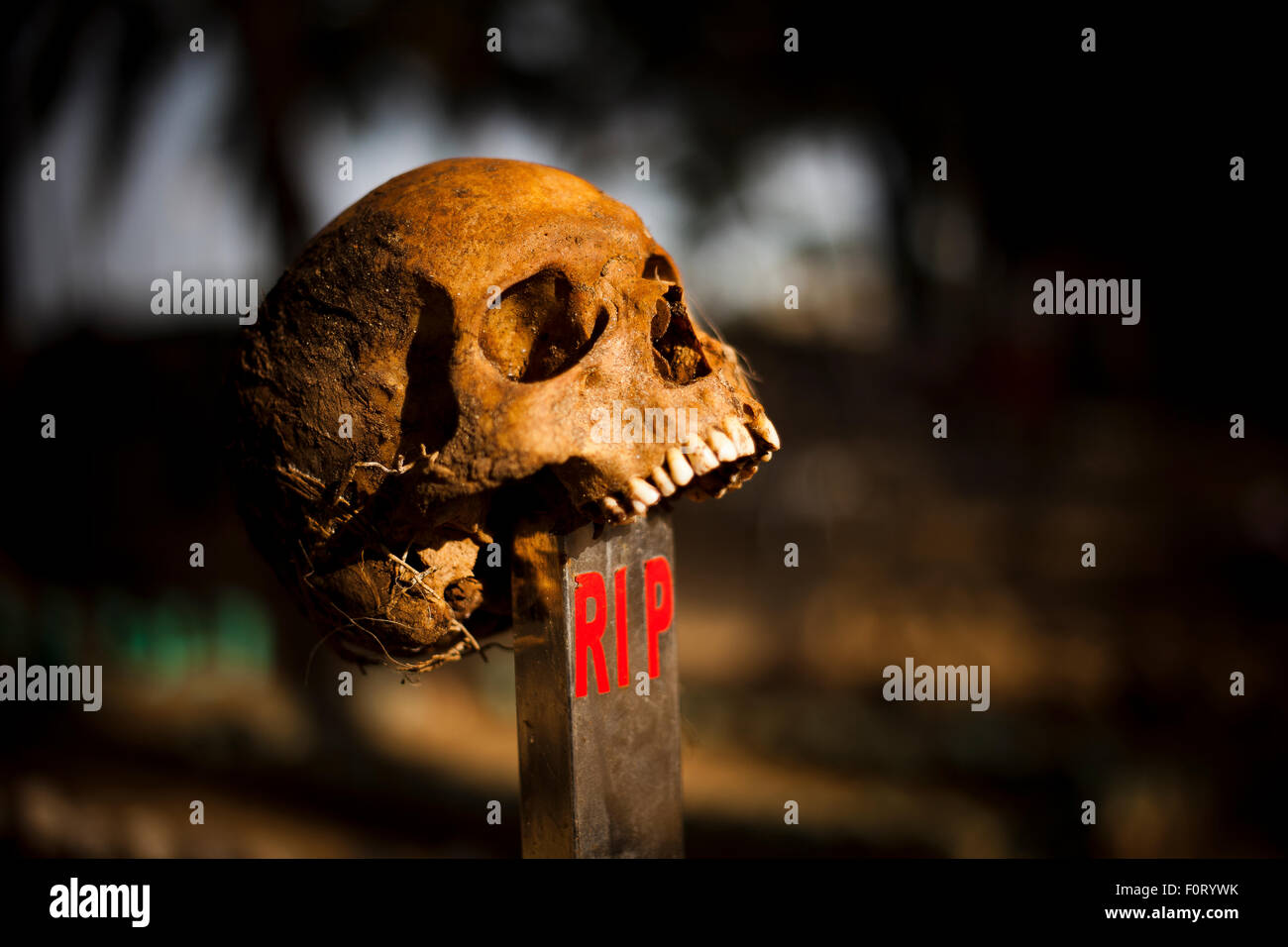 Skeleton head on a cross, in the hand. Stock Photo