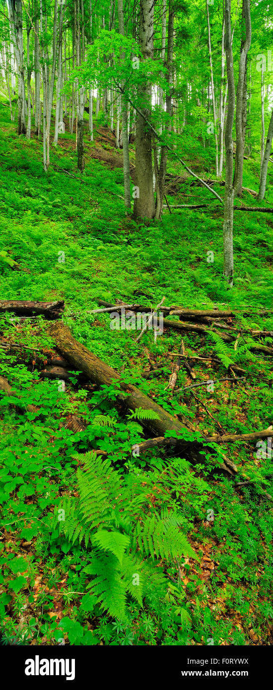 Beech trees (Fagus sylvatica) in old growth forest, with Lady ferns (Athyrium filix-femina )in the foreground. Runcu Valley, Dambovita County, Leota Mountain Range, Romania, vertical panoramic, July Stock Photo