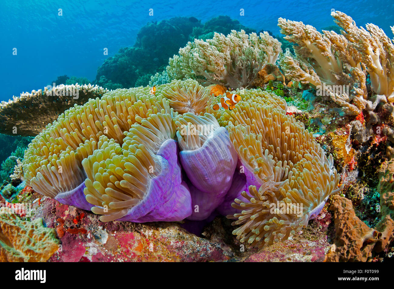 Clown anemonefish, Amphiprion percula, in anemone, Heteractis magnifica, Komodo, Indonesia. Stock Photo