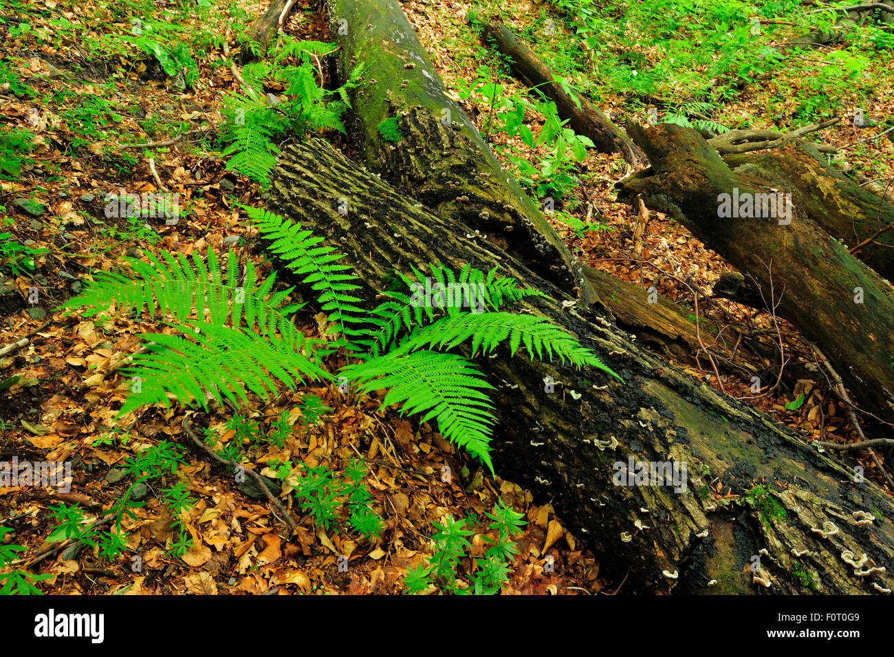 Lady fern (Athyrium filix-femina) growing near a fallen tree, Runcu Valley, Dambovita County, Leota Mountain Range, Romania, July Stock Photo