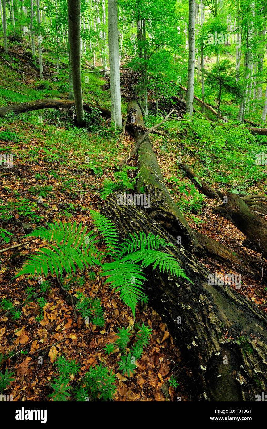 Lady fern (Athyrium filix-femina) growing in a beech (Fagus sylvatica) forest,  Runcu Valley, Dambovita County, Leota Mountain Range, Romania, July Stock Photo