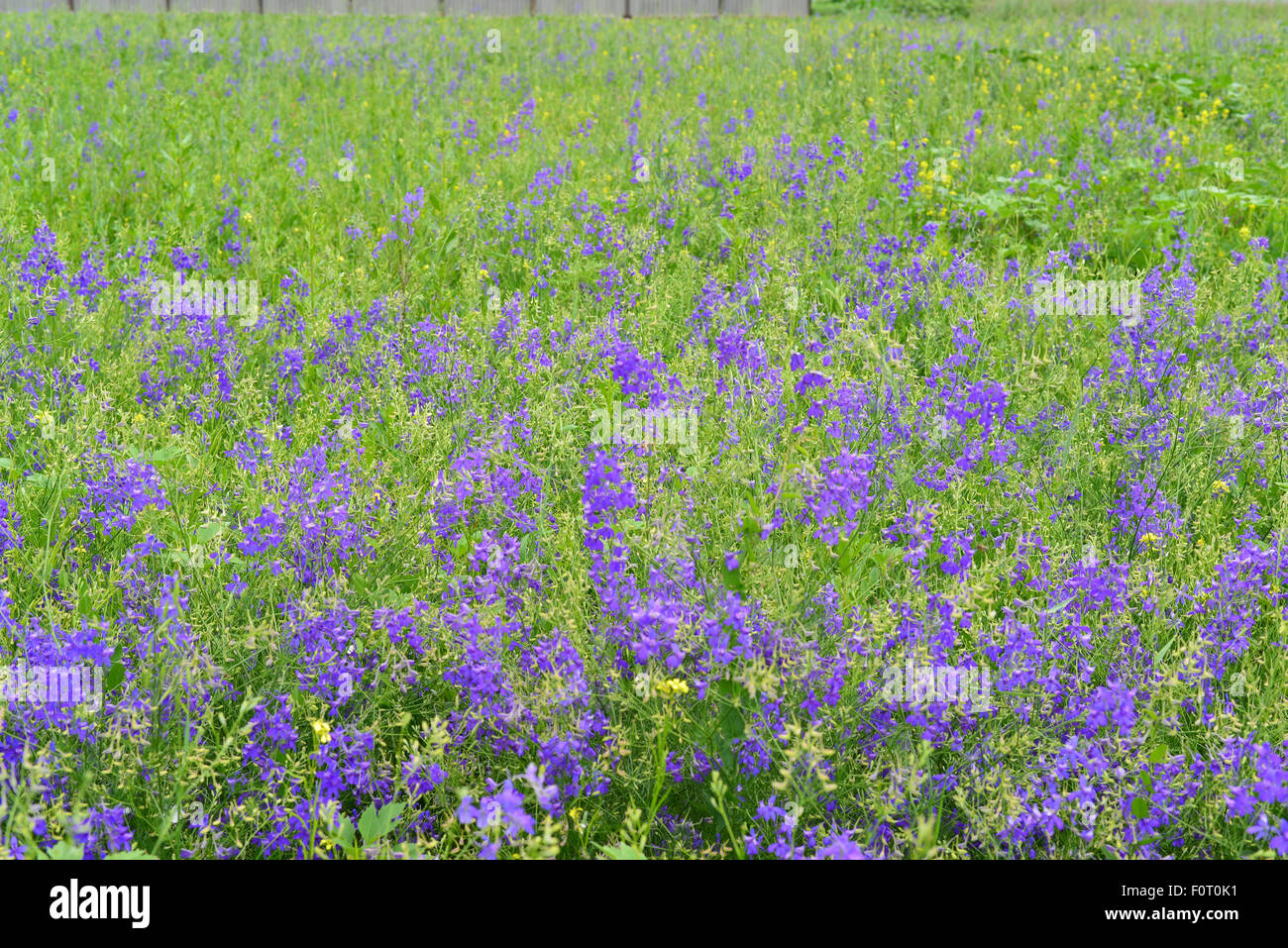 Blue wildflowers in the meadow in summer Stock Photo - Alamy