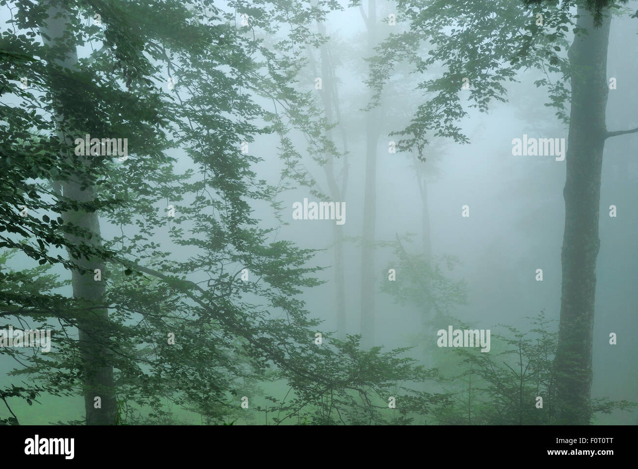 Thick fog surrounding trees in  Beech-fir forest, Runcu Valley, Dambovita County, Leota mountain range, Carpathian Mountains, Romania, July Stock Photo