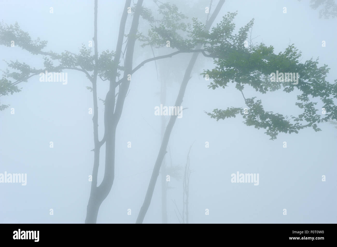 Thick fog surrounding Beech tree in a Beech-fir forest, Runcu Valley, Dambovita County, Leota mountain range, Carpathian Mountains, Romania, July Stock Photo