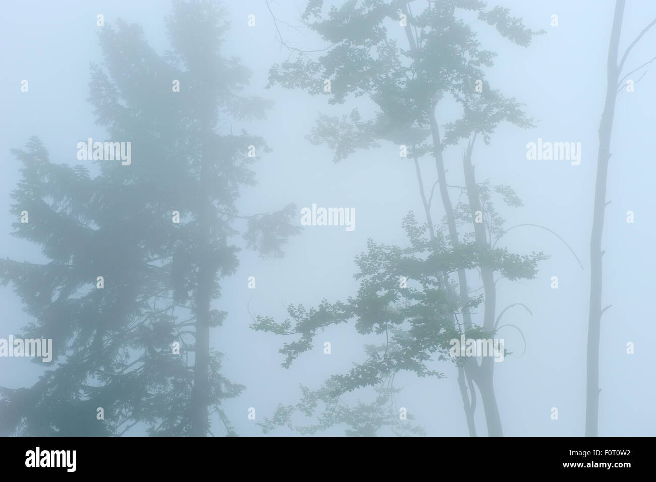 Thick fog surrounding trees  in Beech-fir forest, Runcu Valley, Dambovita County, Leota mountain range, Carpathian Mountains, Romania, July Stock Photo