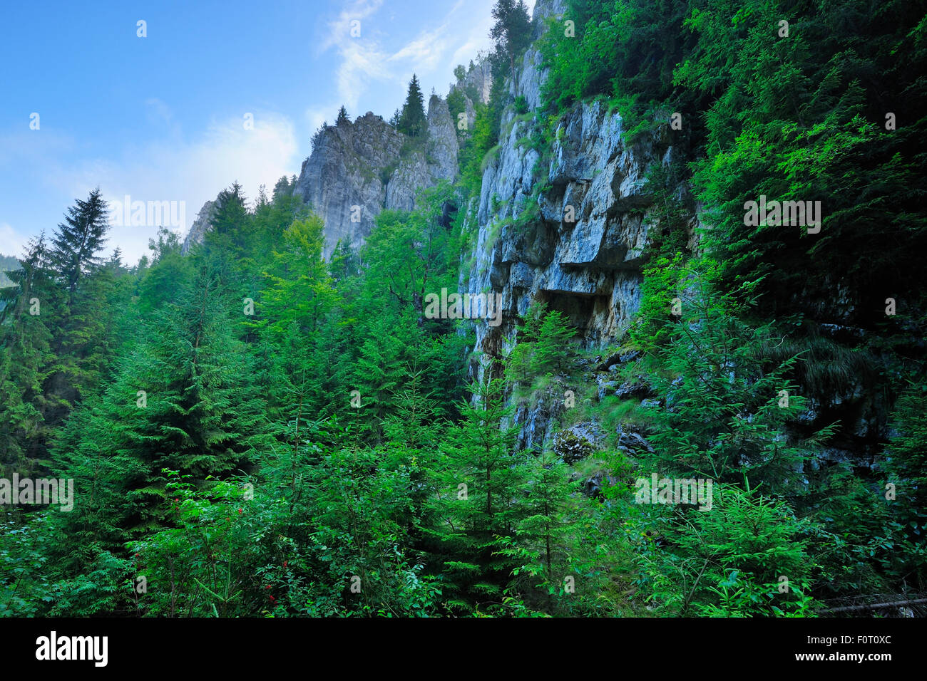 Fir trees (Abies sp) near a rock face, Crovul Valley Gorge, Arges County, Leota Mountain Range, Romania, July, 2011 Stock Photo