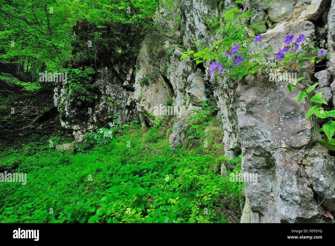 Bellflower (Campanula sp) growing between cracks in the rock face, Crovul Valley Gorge, Arges County, Leota mountain range, Carpathian Mountains, Romania, July Stock Photo
