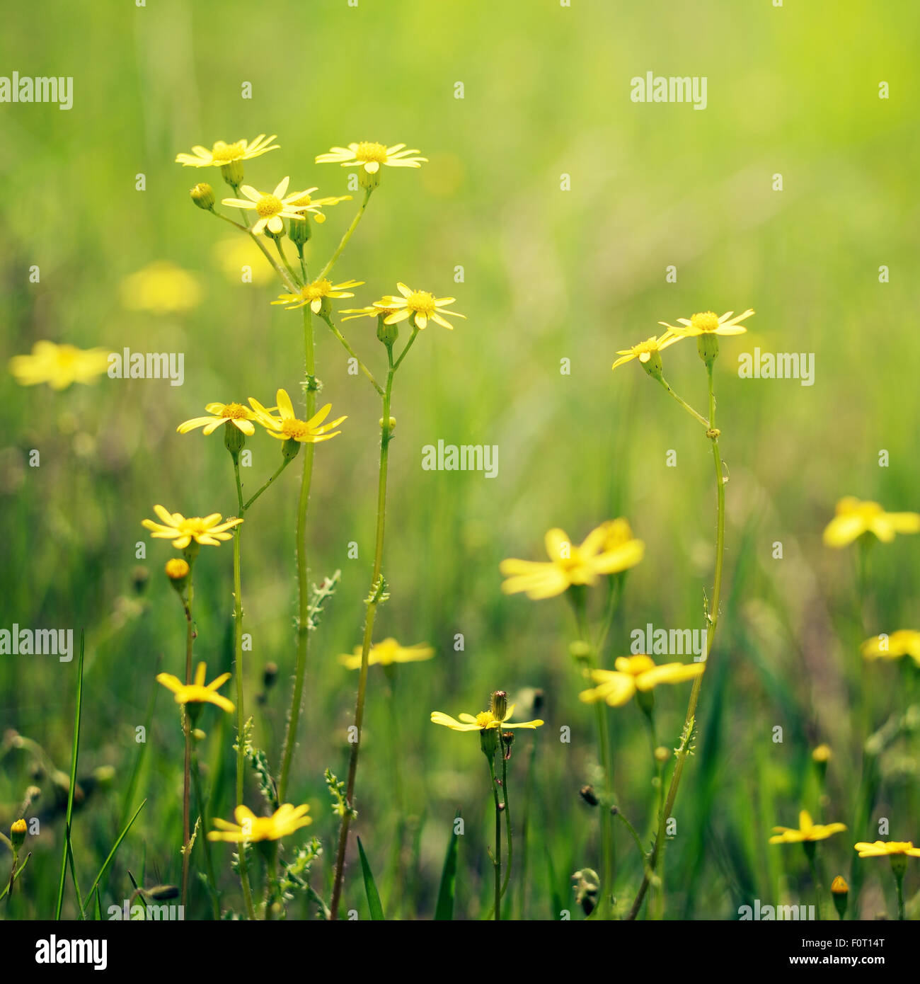 Meadow flowers closeup Stock Photo - Alamy