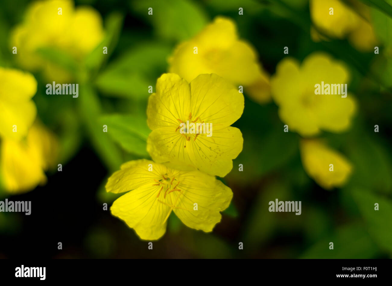 Evening primrose (Oenothera) Stock Photo