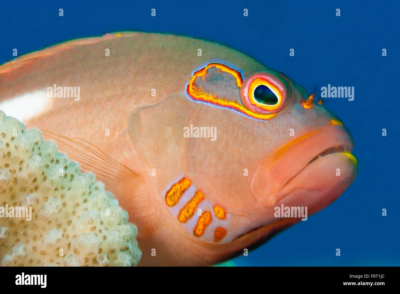 Arceye hawkfish, Paracirrhites arcatus, are voracious eaters and will