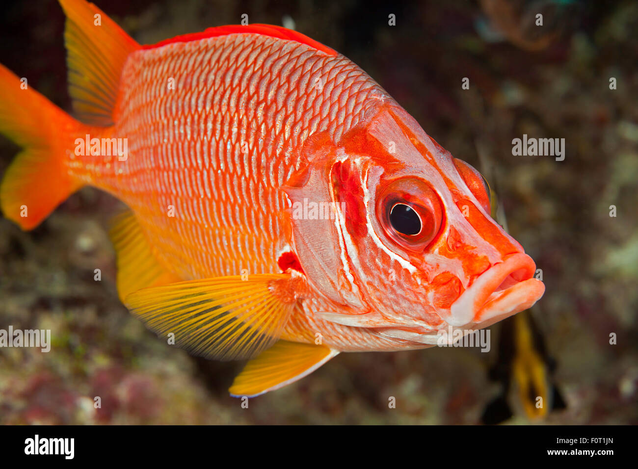 The longjaw squirrelfish, Sargocentron spiniferum, is the largest species of this family, Yap, Micronesia. Stock Photo